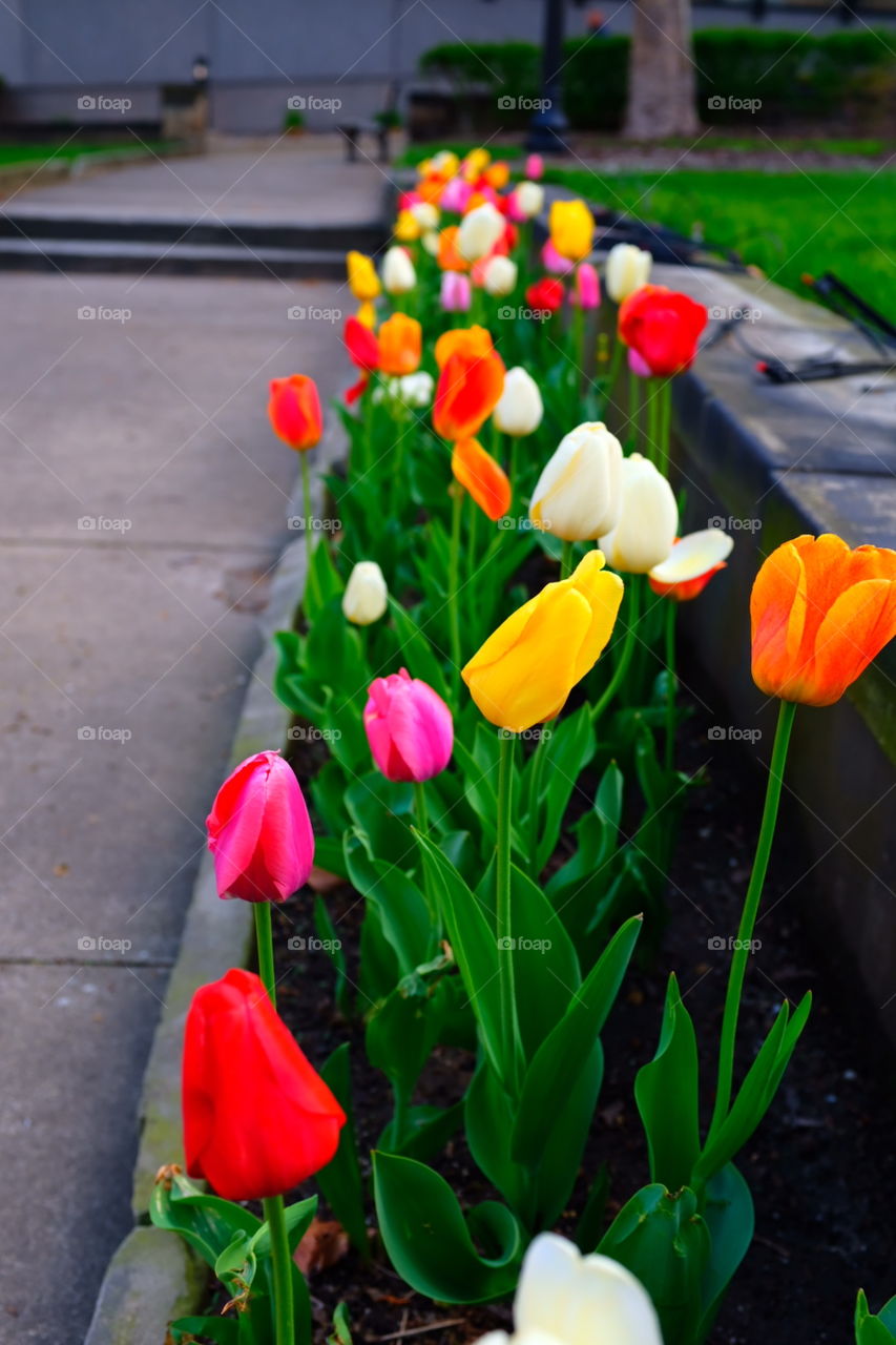 Row of flowers 