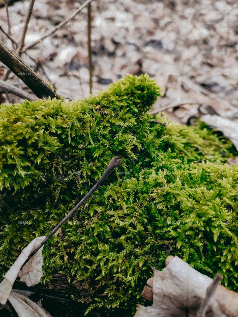Green moss on wooden log of interesting shape among brown fallen leaves and branches in autumn forest