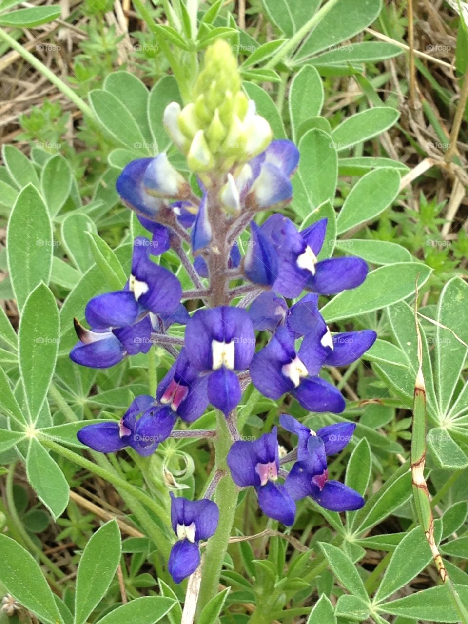 Close-up of purple flowers