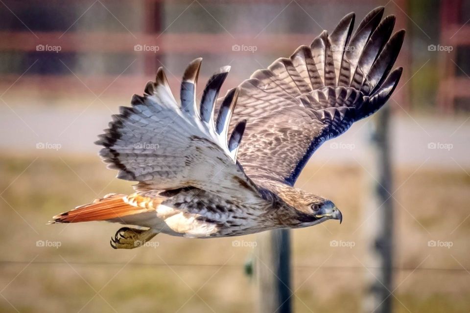 A red-tailed hawk soars low in the field. 