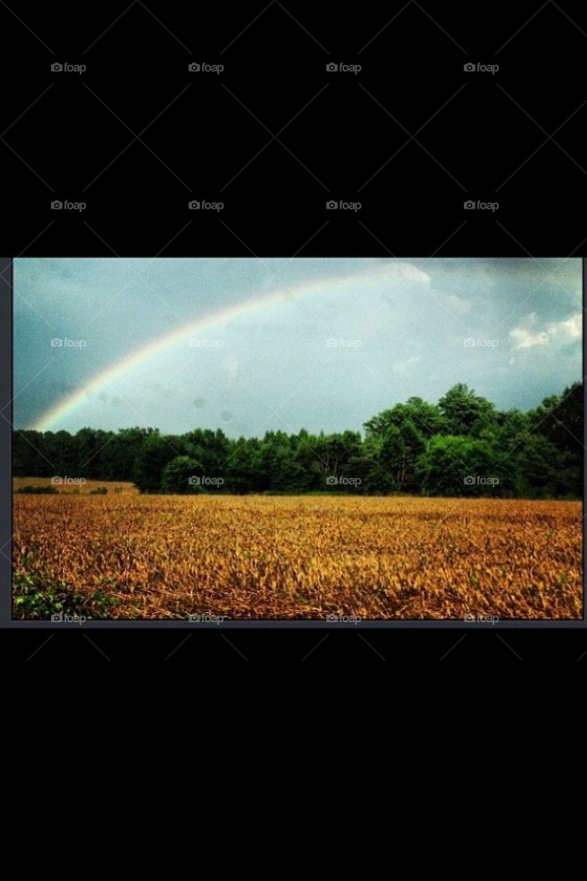 Rainbow in the field