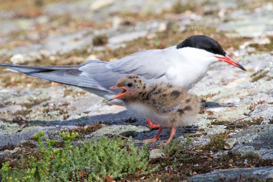 Seagulls family . Seagulls family 