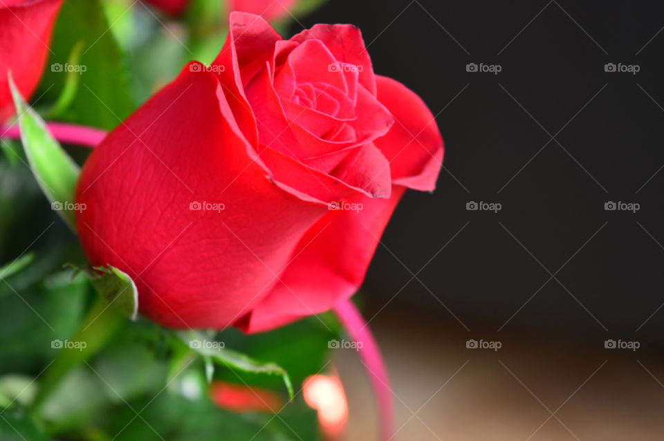 red rose