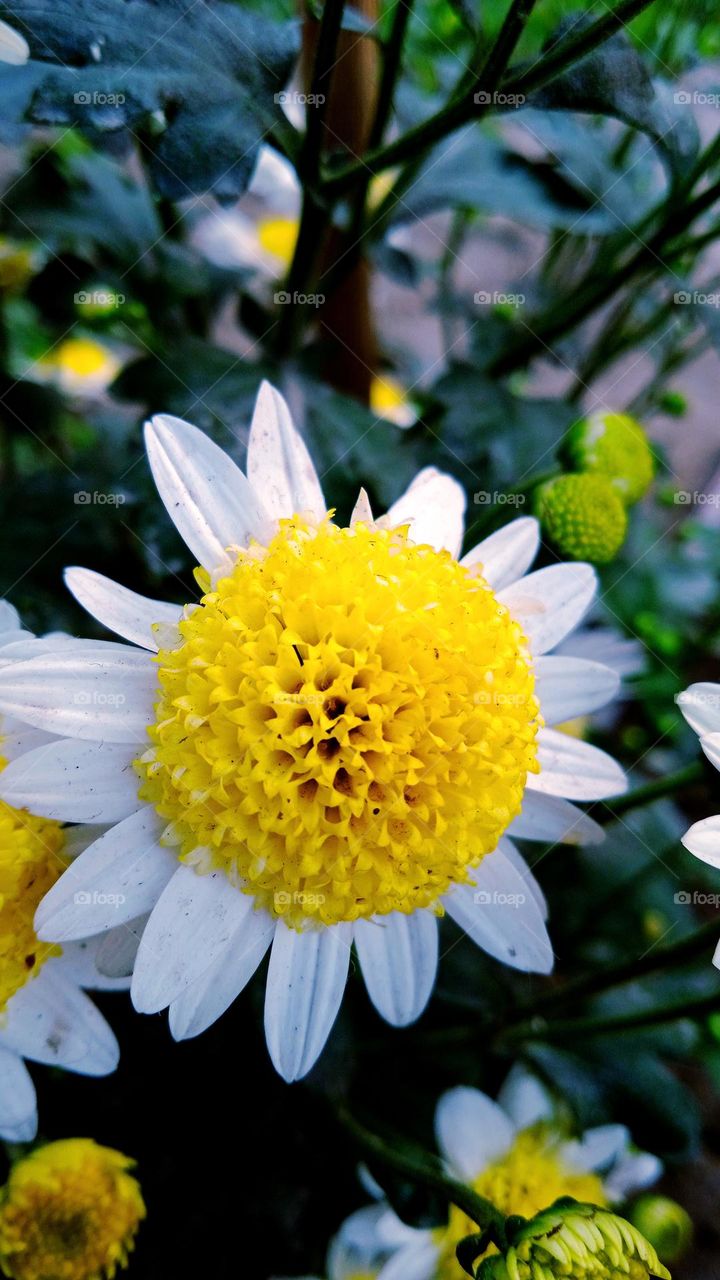♥It's nice to see white flowers. There are no people who do not love flowers♥