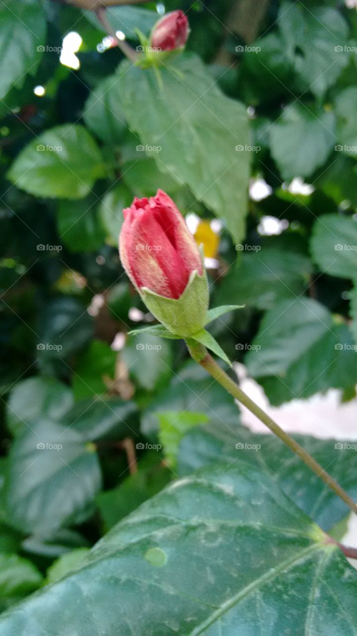 red flower. red flower in my garden.