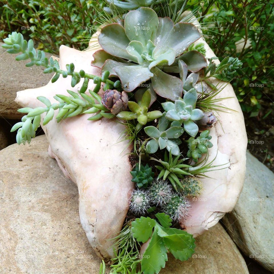 Succulent seashell arrangement