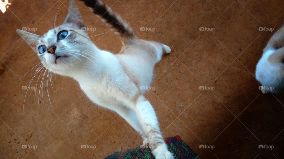 Gato curioso com fome.