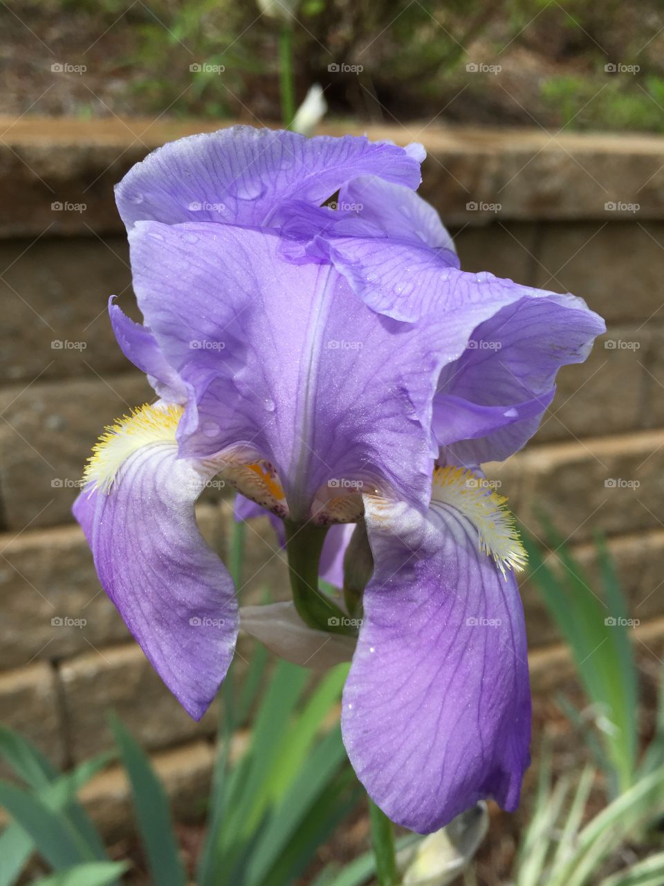 Close-up of purple flower