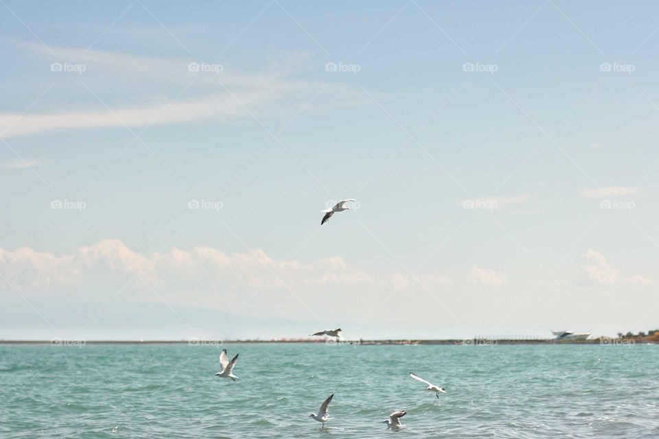 Small fish hunting gulls in a salt lake against a blue sky