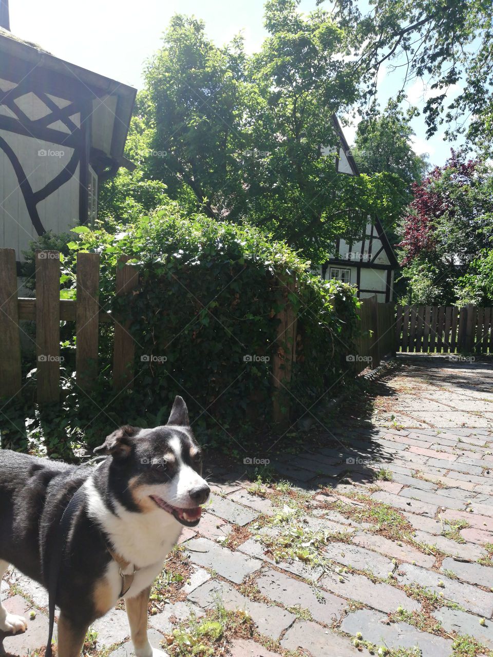 Dog standing in front of a house on a sunny day