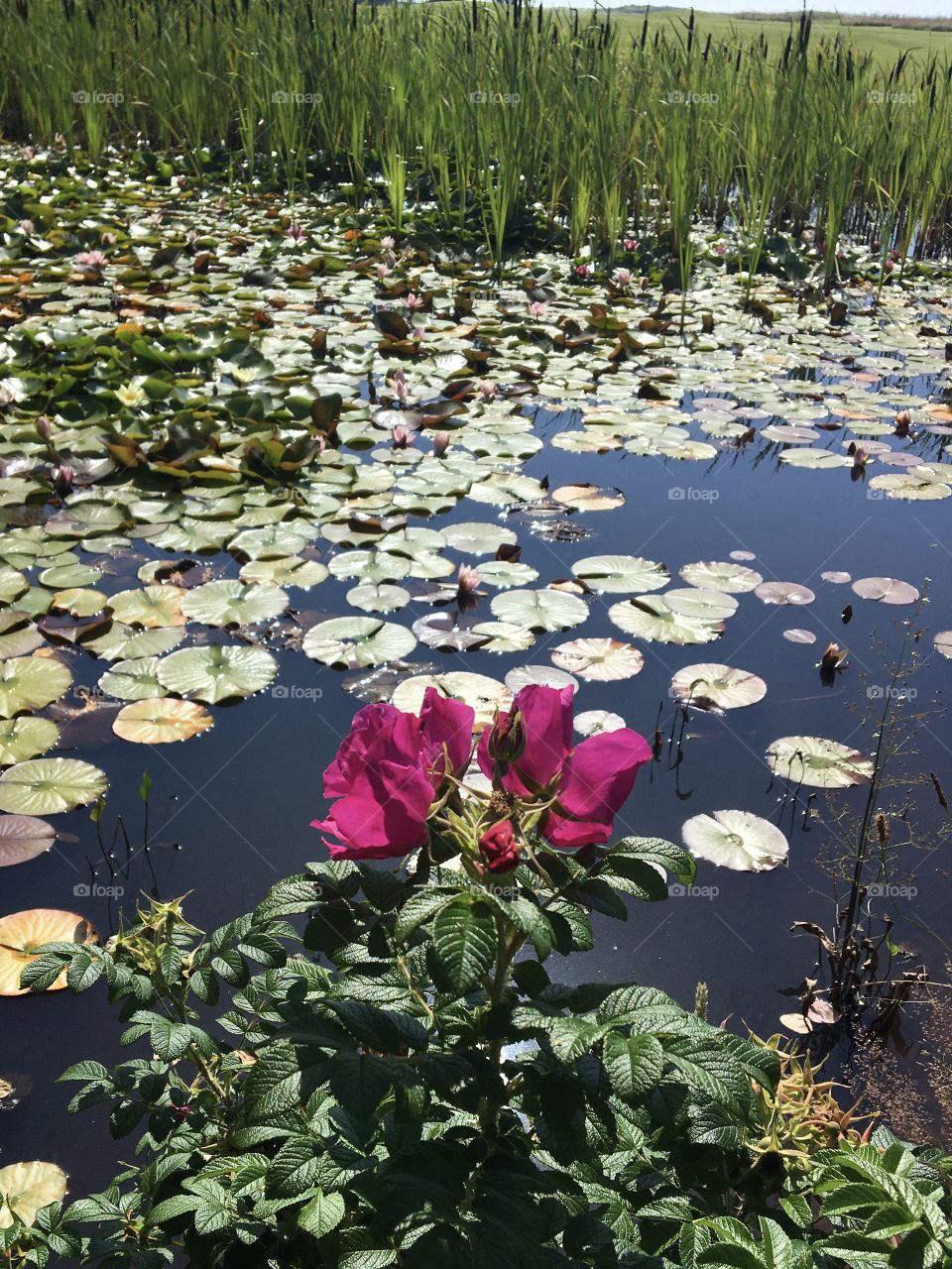 Pond with flowers in sunshine 