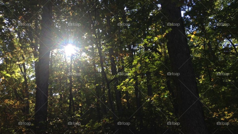 Sun shining through the trees