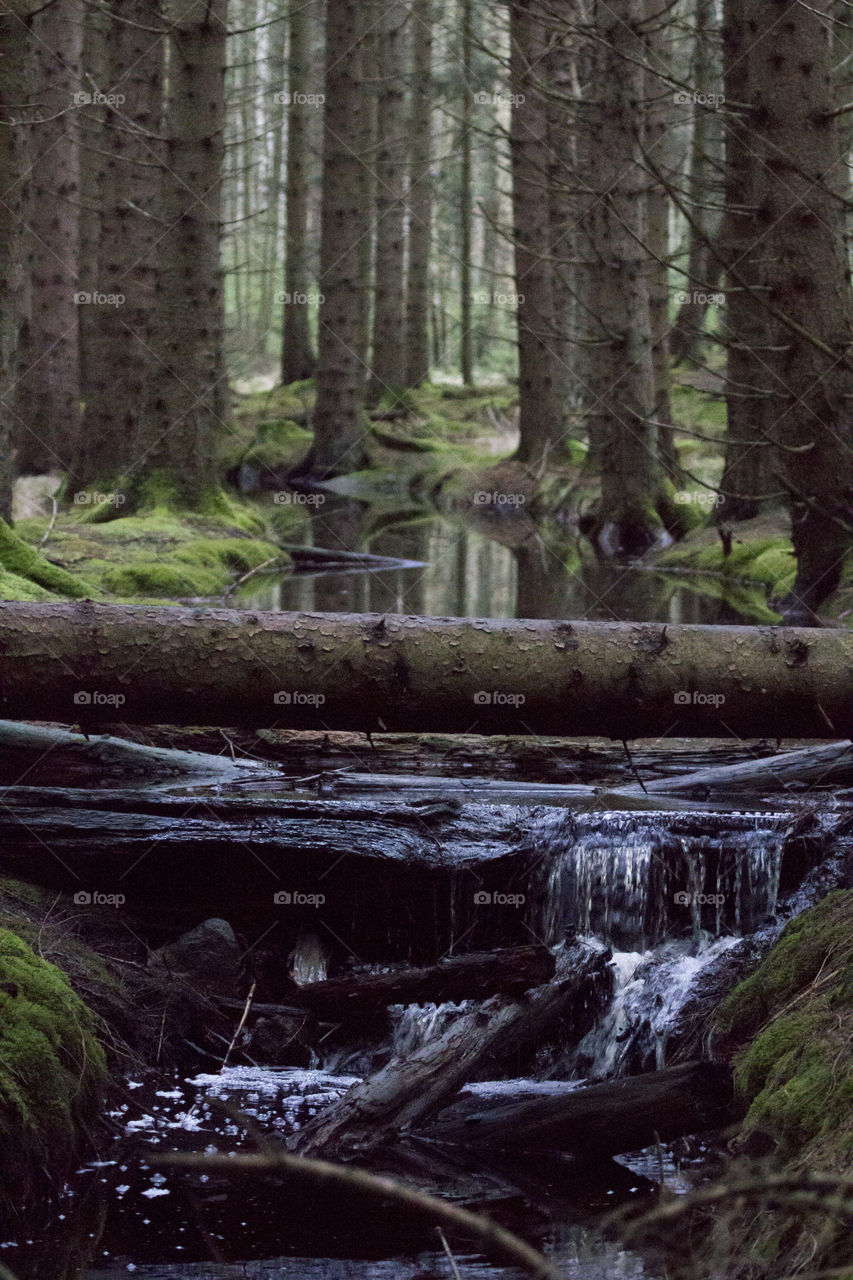 Creek in the forest  - Bäck i skogen