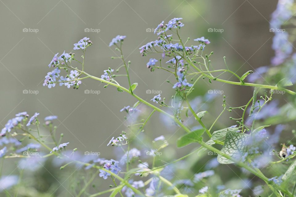 Pastel colors, blue flowers 