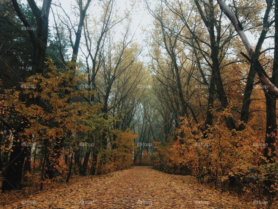 Autumn trees