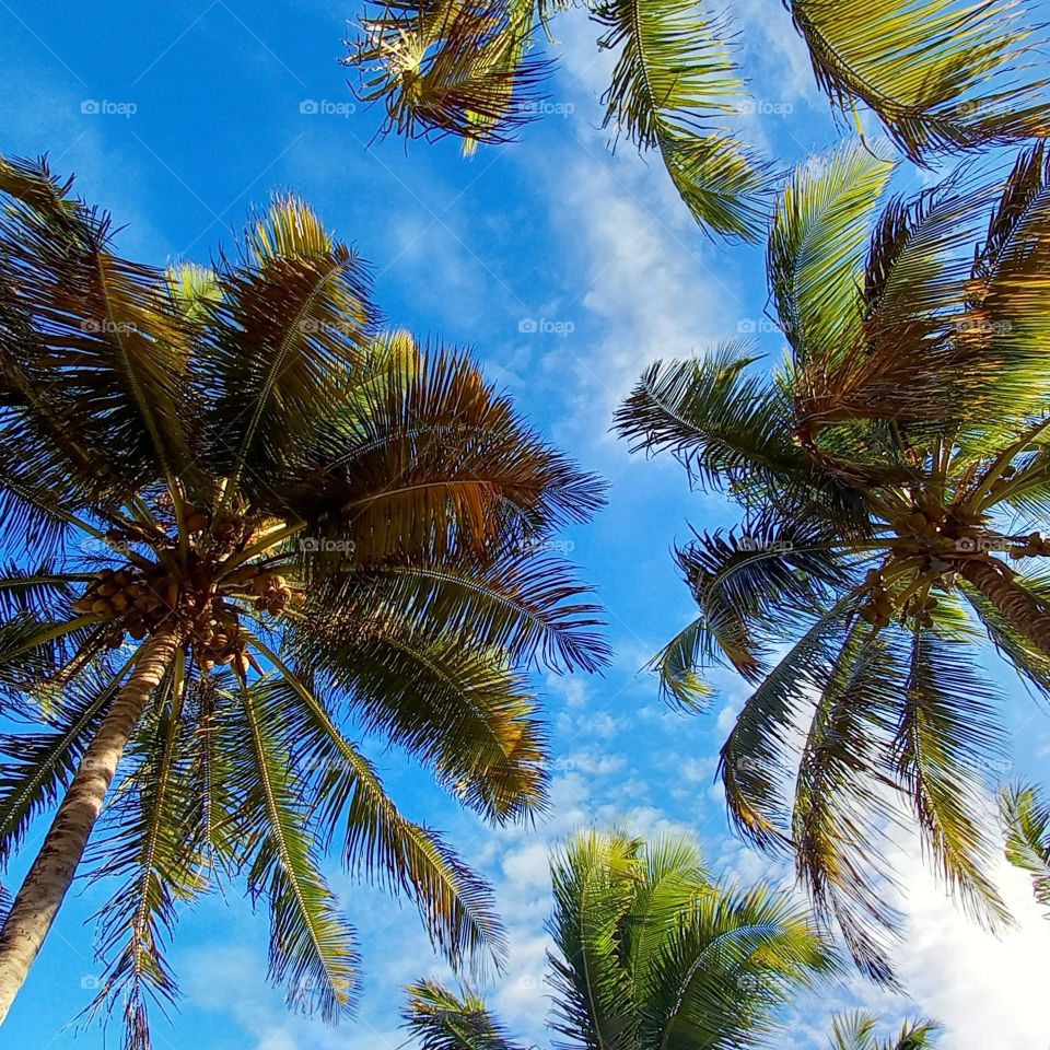 sobra e água fresca