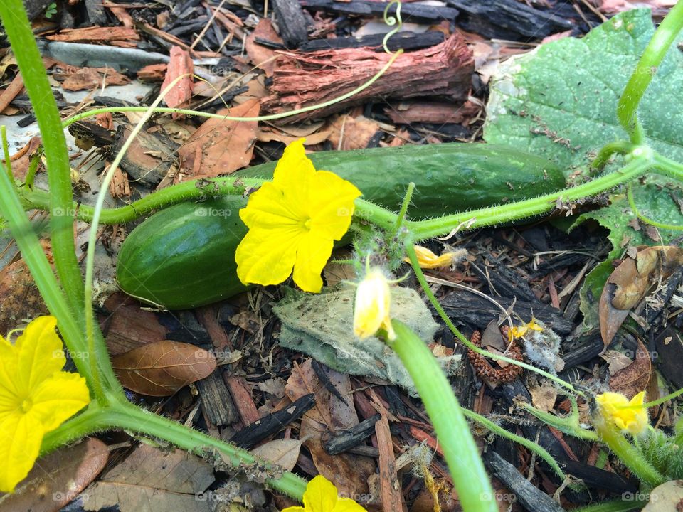 Cucumbers in bloom 