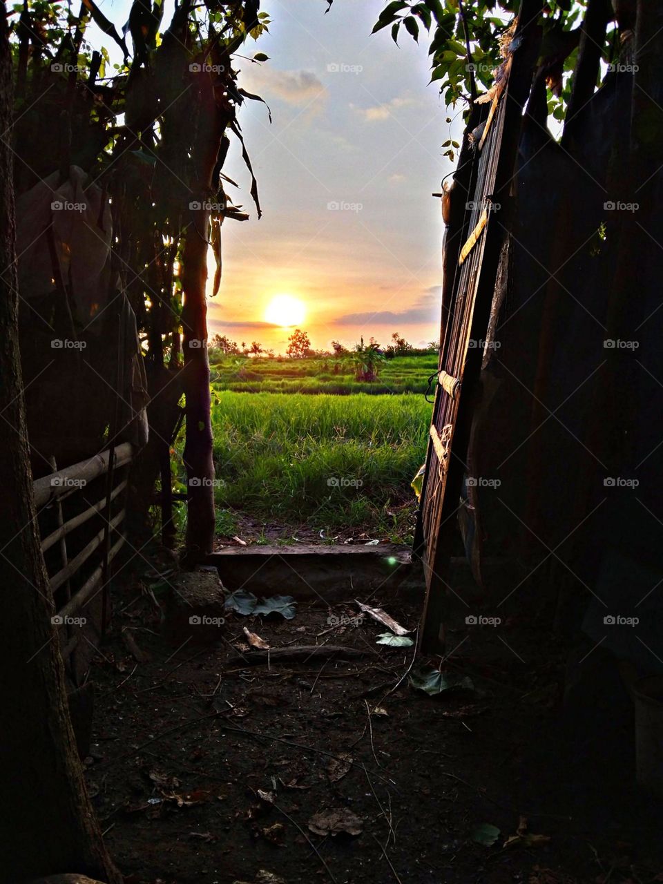 the view of the rice fields seen from the hut in the afternoon