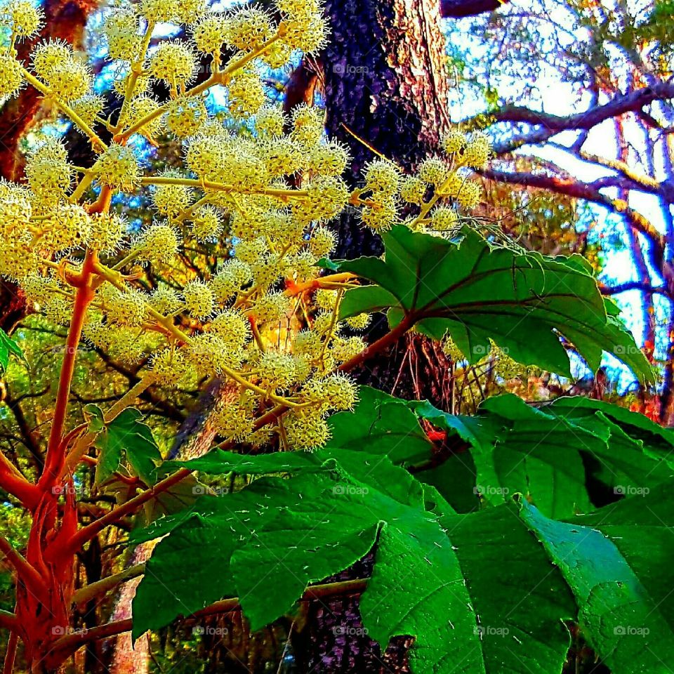 Leaf, Nature, Flora, Tree, Color