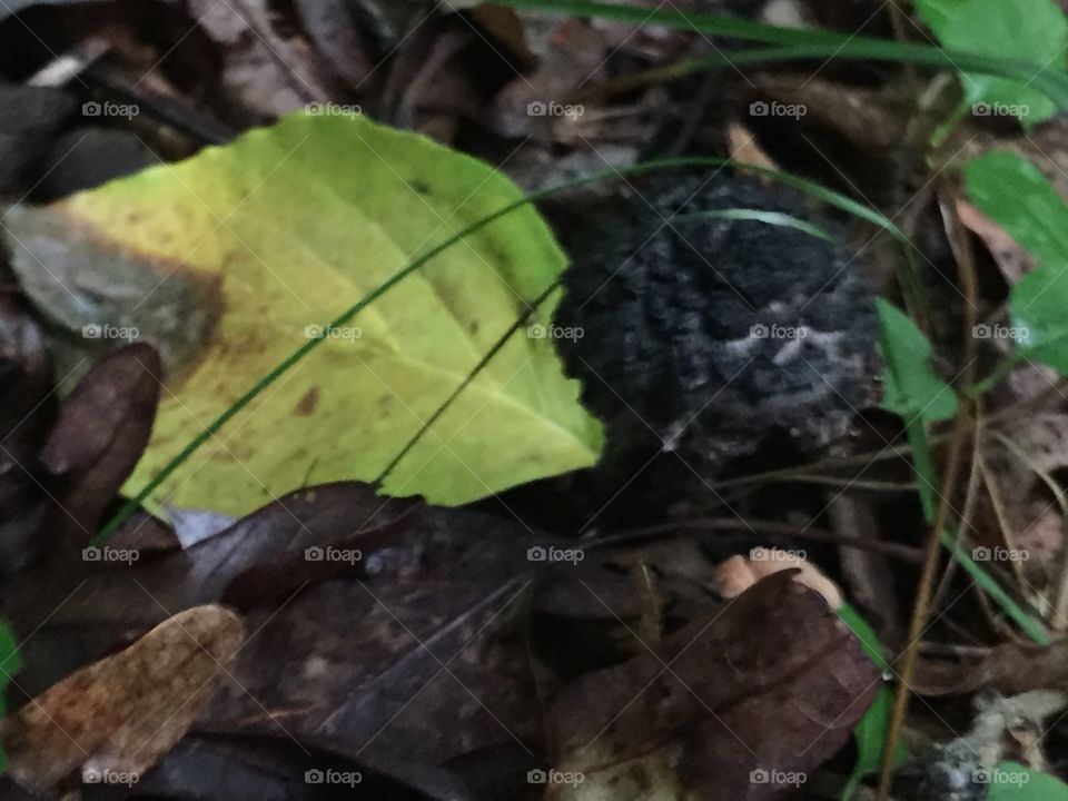 Black puff ball in the woods