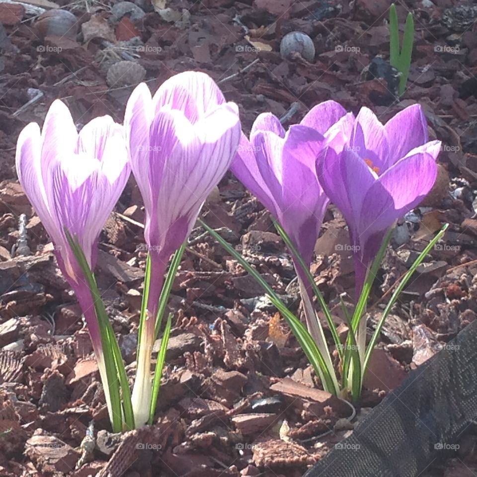 Beautiful purple flowers blooming for the start of Spring.