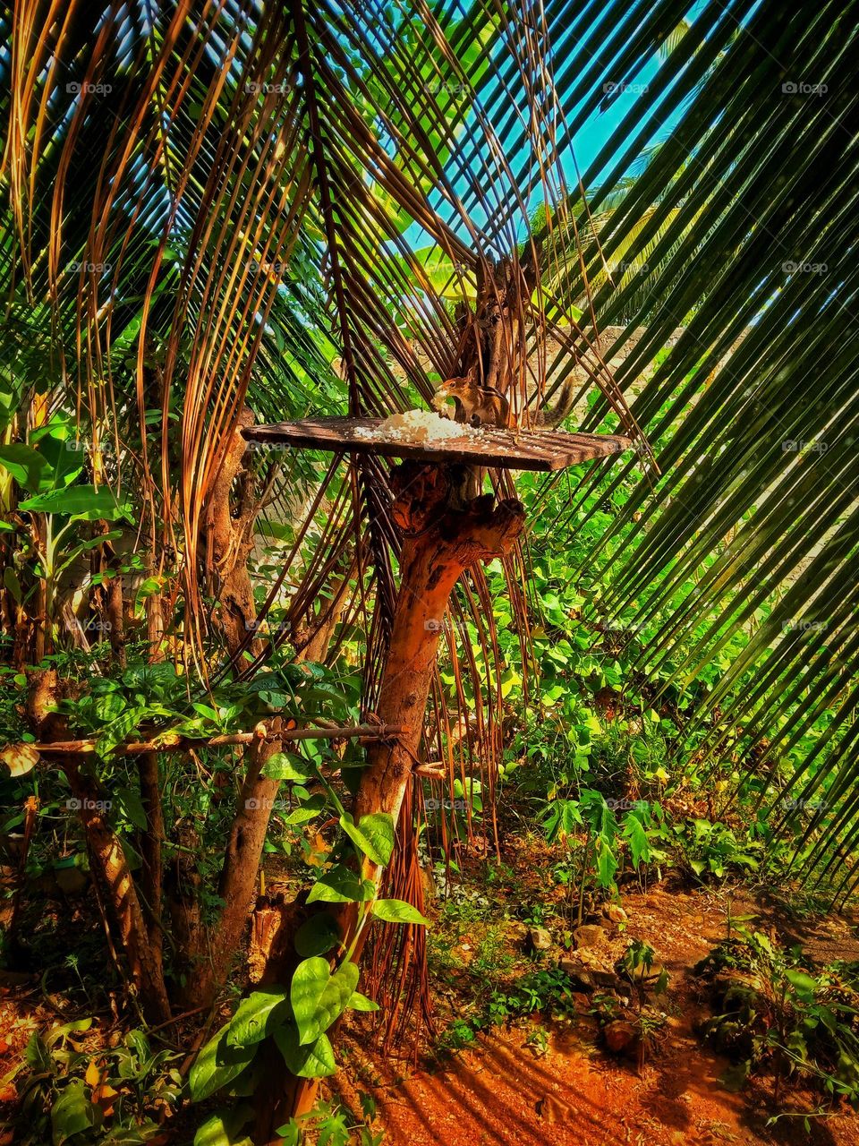 squirrel in our garden
