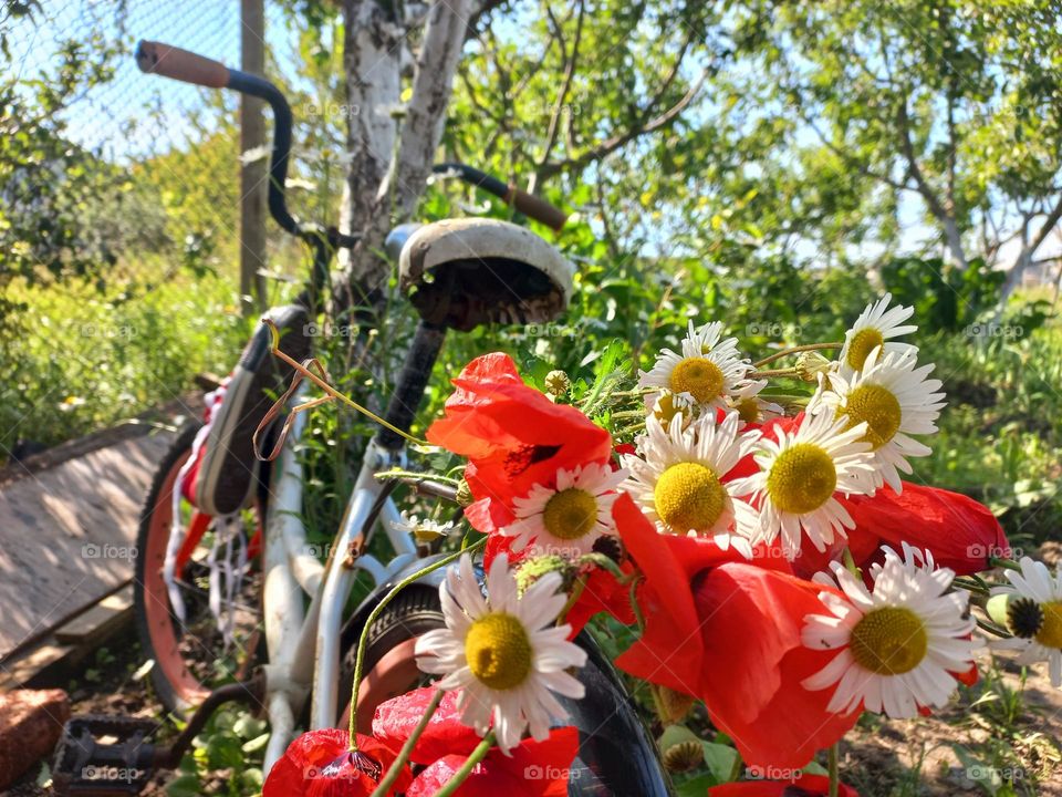 bicycle and red poppies.