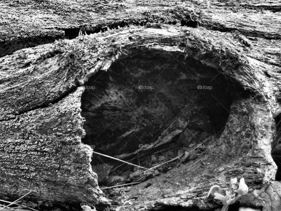 hole in a hollowed-out old log