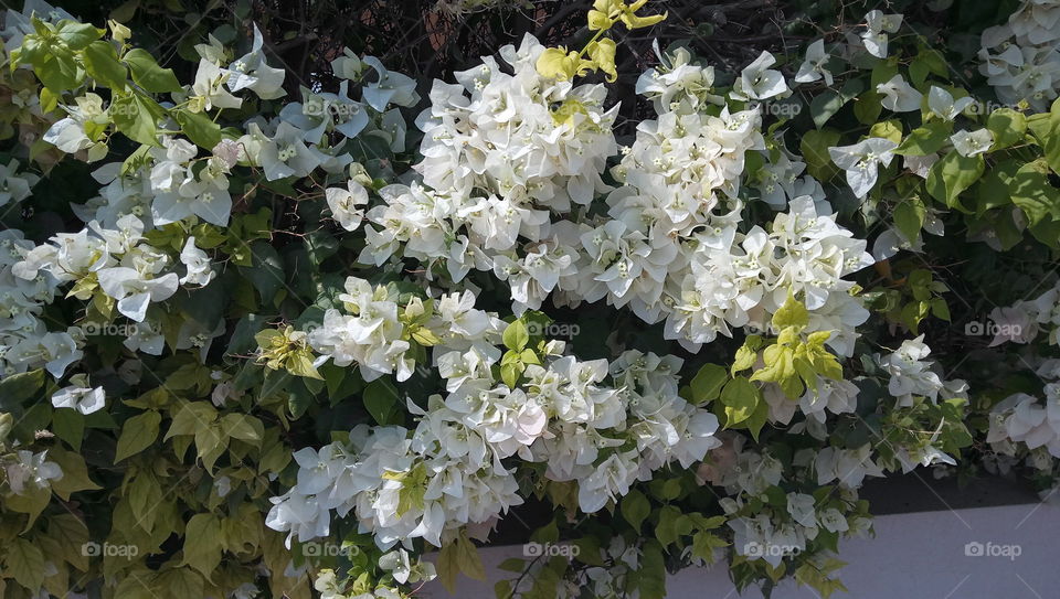 White flowers