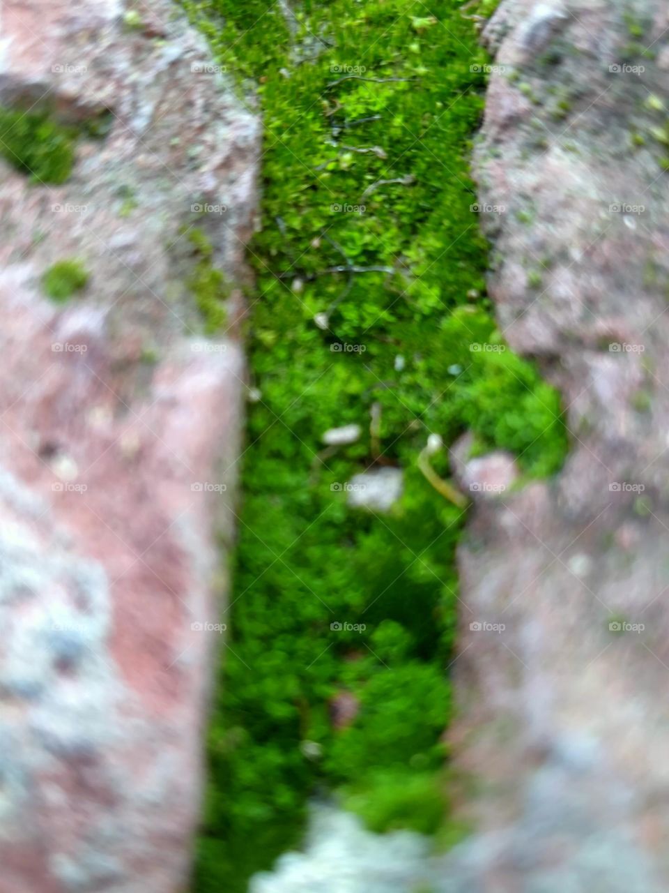 Trees grow anywhere and no one can stop them