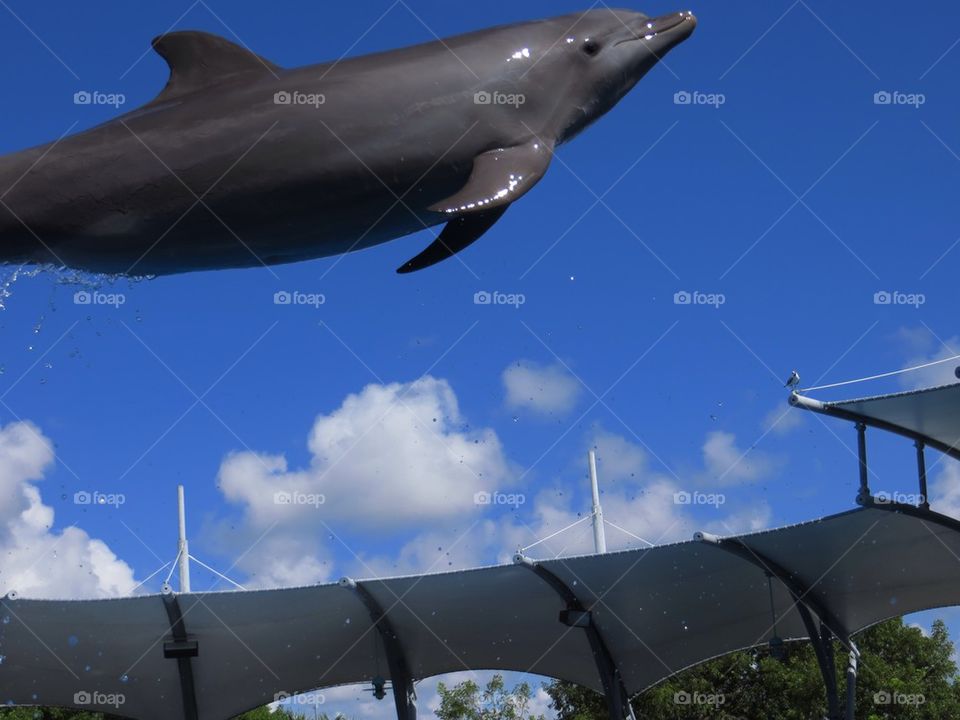 Flying dolphin