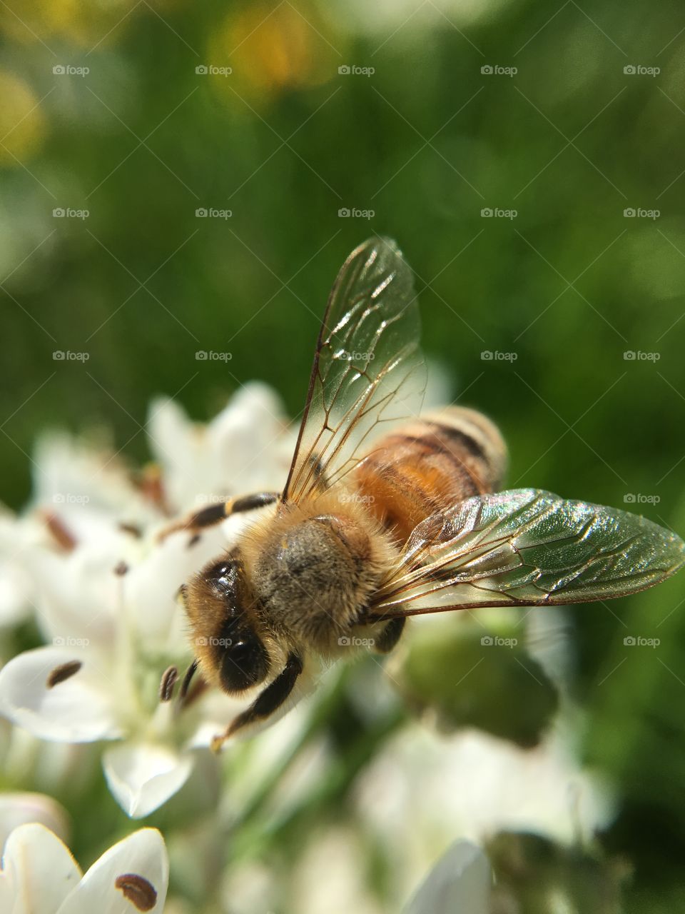 Bee on flowers. 