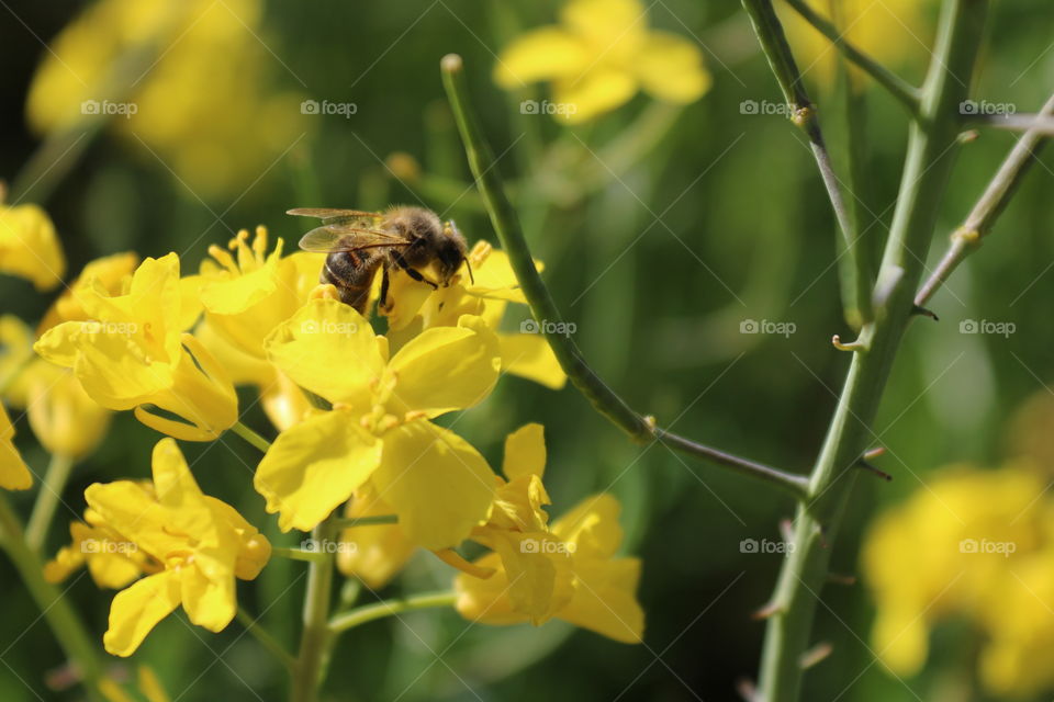 la abeja  polonizando