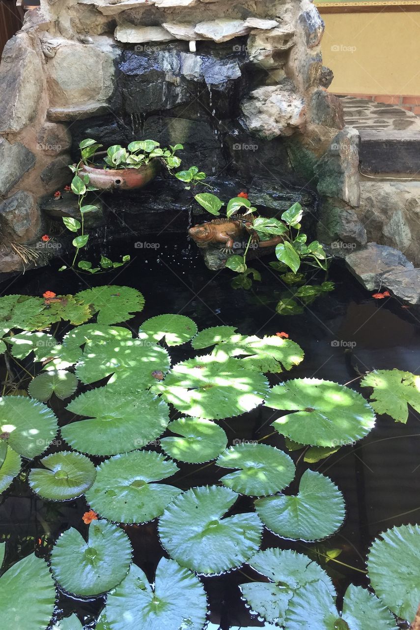 Elevated view of lotus leaves