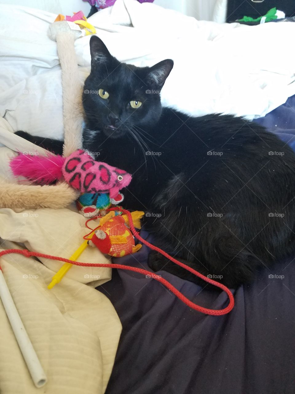 Sabrina posing - adorable black cat