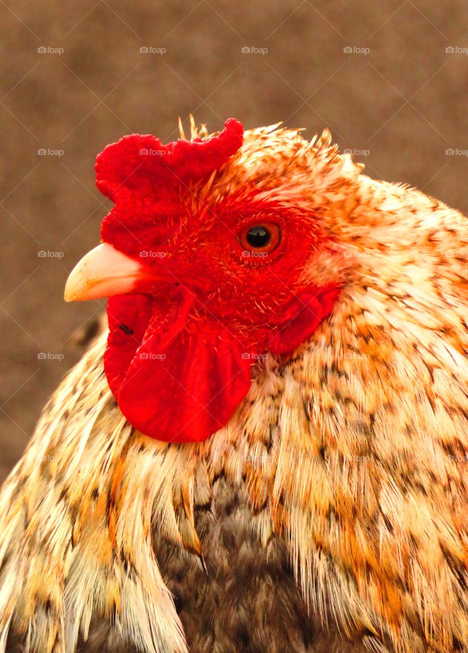 cock