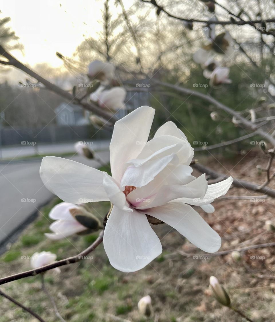 Freshly bloomed magnolia tree blossoms attract both birds and bees. Bees hover around the vibrant petals, drawn to the pollen and nectar, while birds flit through the branches, seeking seeds and sometimes nibbling on the flowers themselves.