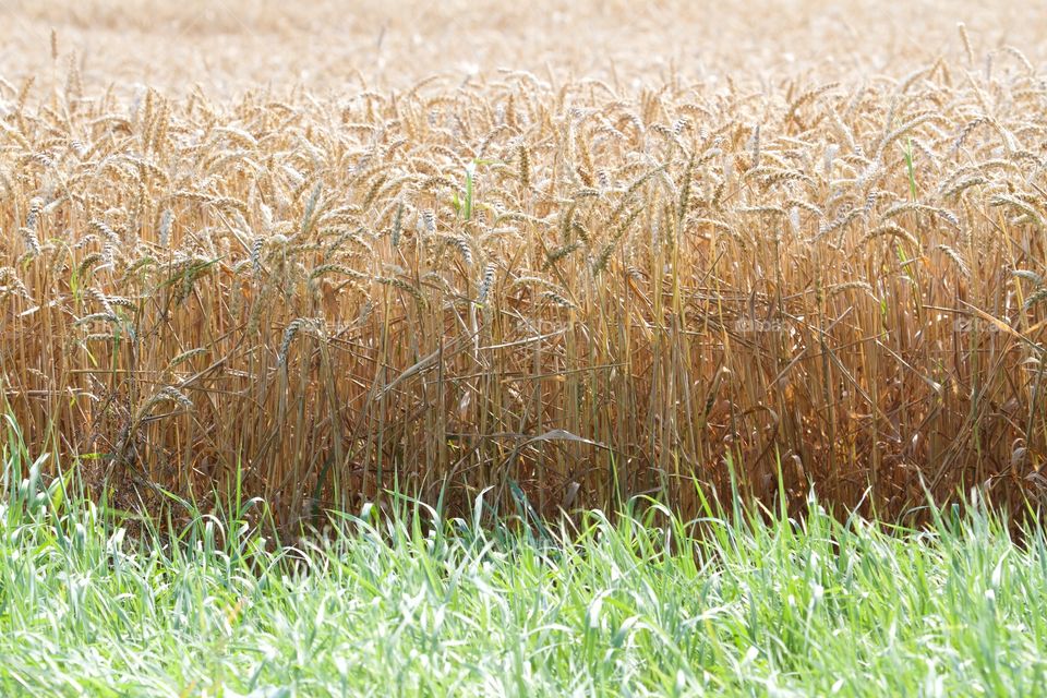 Harvesting time . Harvesting time 