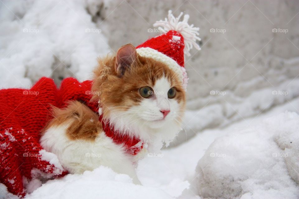 A cat wearing santa hat