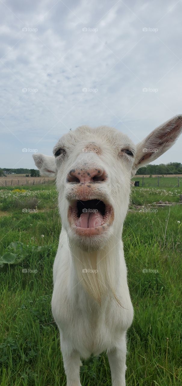 Screaming Goat