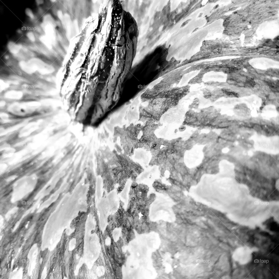 To surface of a large pumpkin in black & white