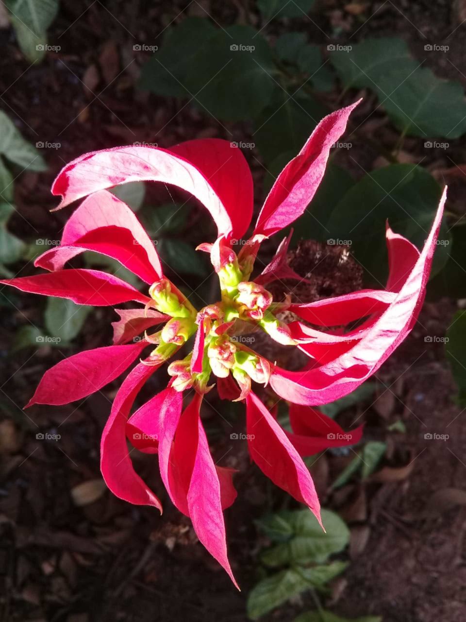 Images that show us different things than what we see: a flower or a pinwheel? / Imagens que nos mostram coisas diferentes do que vemos: uma flor ou um catavento?