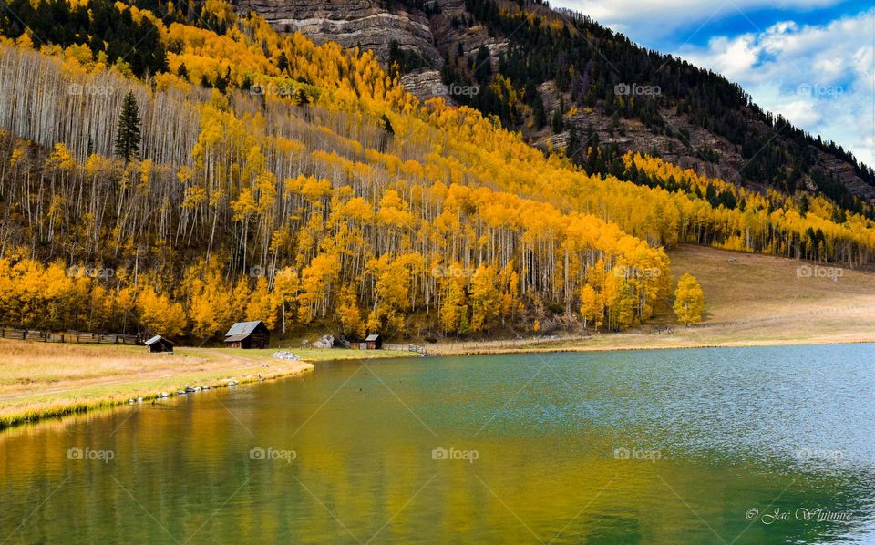 Fall colors explode in a Grove of trees next to a calm lake in Colorado near Durango