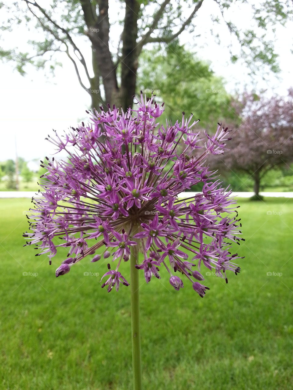 purple flower bud