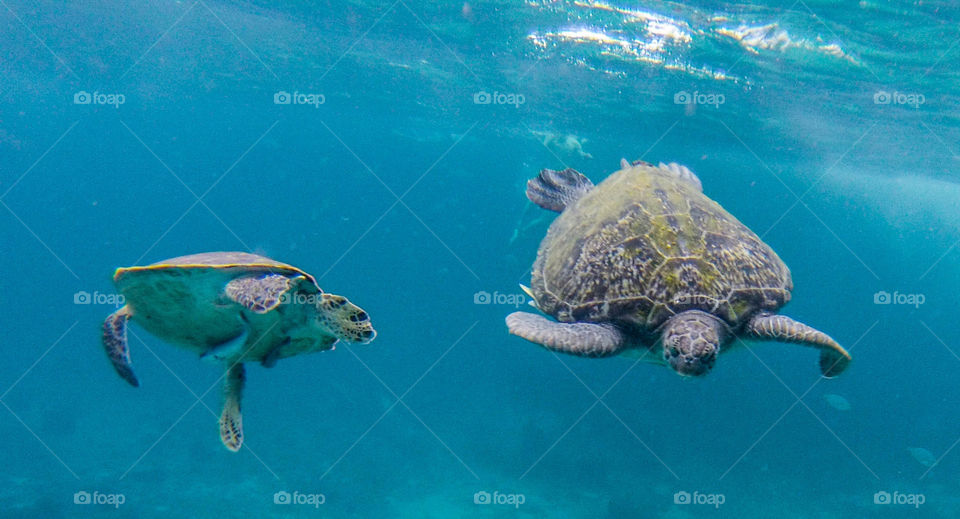 Water  ninja Turtle. diving with turtles