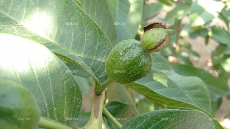 Guava. small guava in my garden