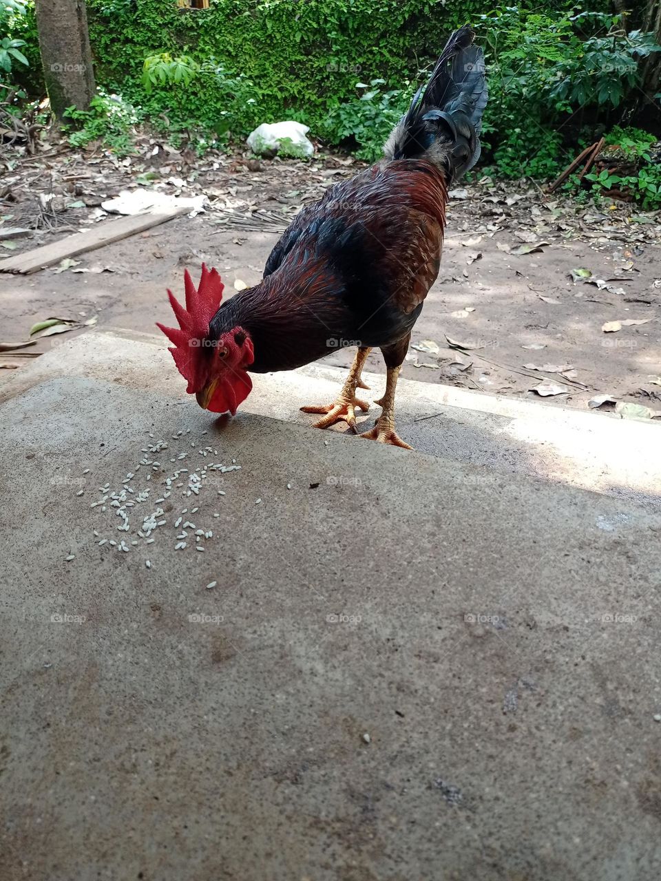 Nice view of country side Hen eating rice food in front of house it's looking amazing nice colour
