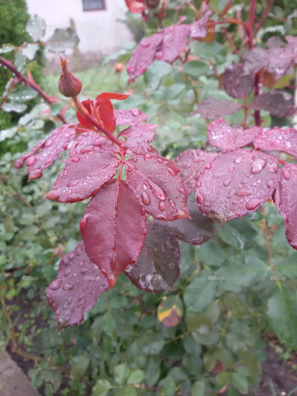 Roses in the garden on rain