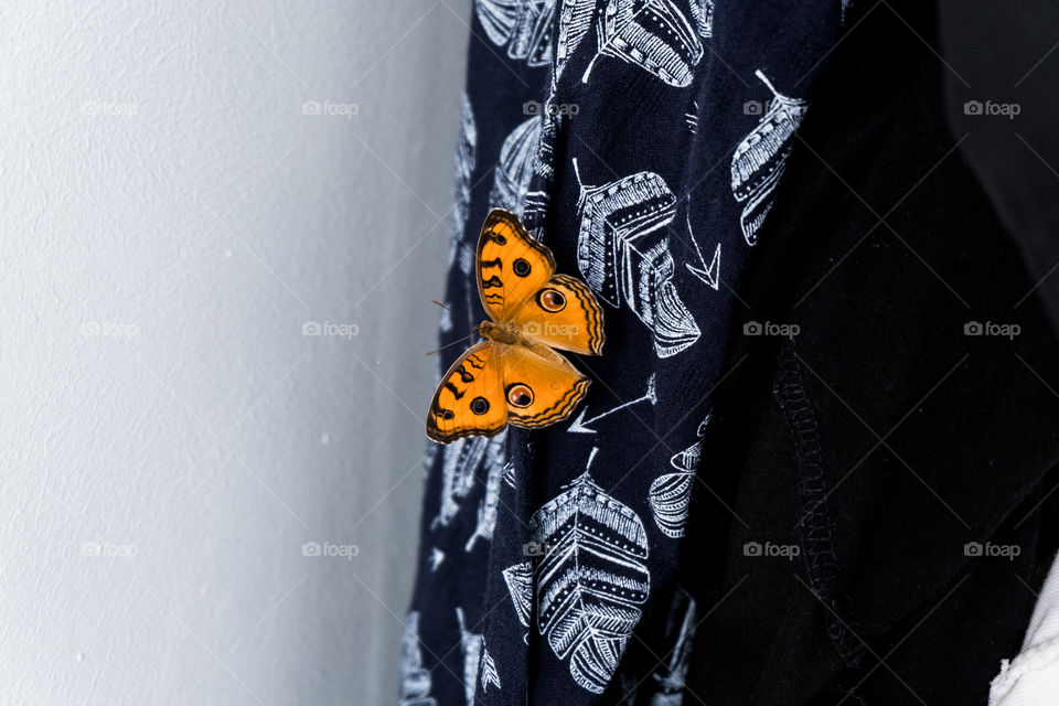 orange butterfly