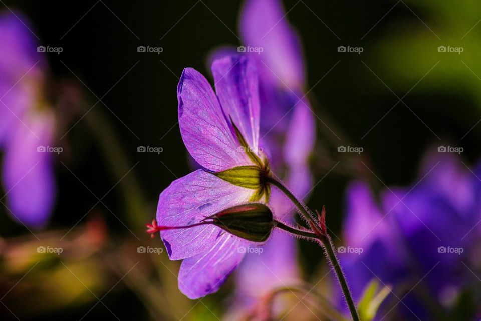 Flower in the Golden hour